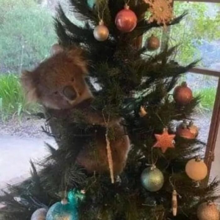 Koala stuck in a decorated Christmas tree, creating a weird and cringey photo that's difficult to look at.