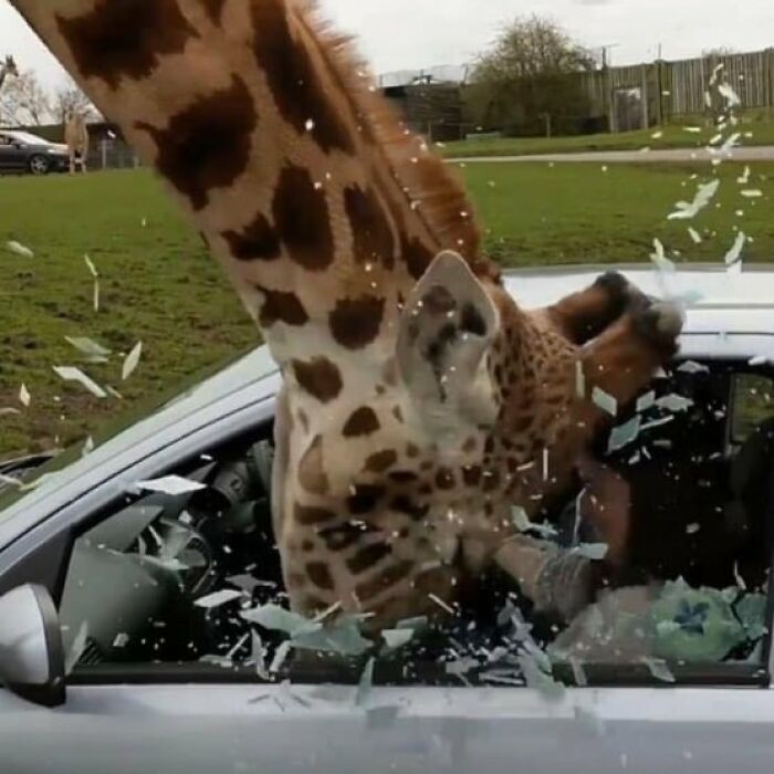 Giraffe smashing car window, shards of glass flying, capturing a weird and cringey moment difficult to look at.