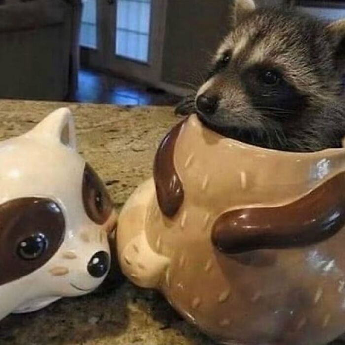 Raccoon peeking out of a brown cup shaped like a raccoon, creating a weird and cringey photo moment.