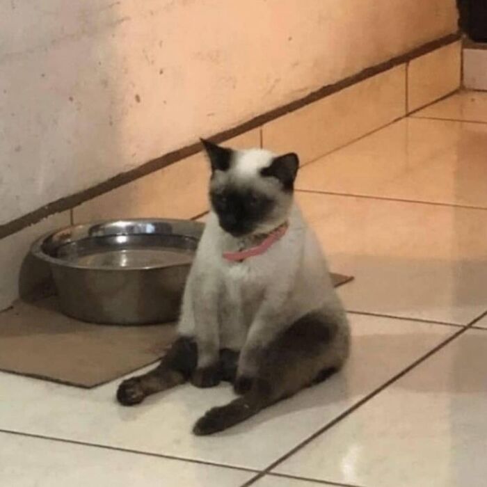 Cat sitting awkwardly on tiled floor near a metal water bowl in a weird and cringey photo.