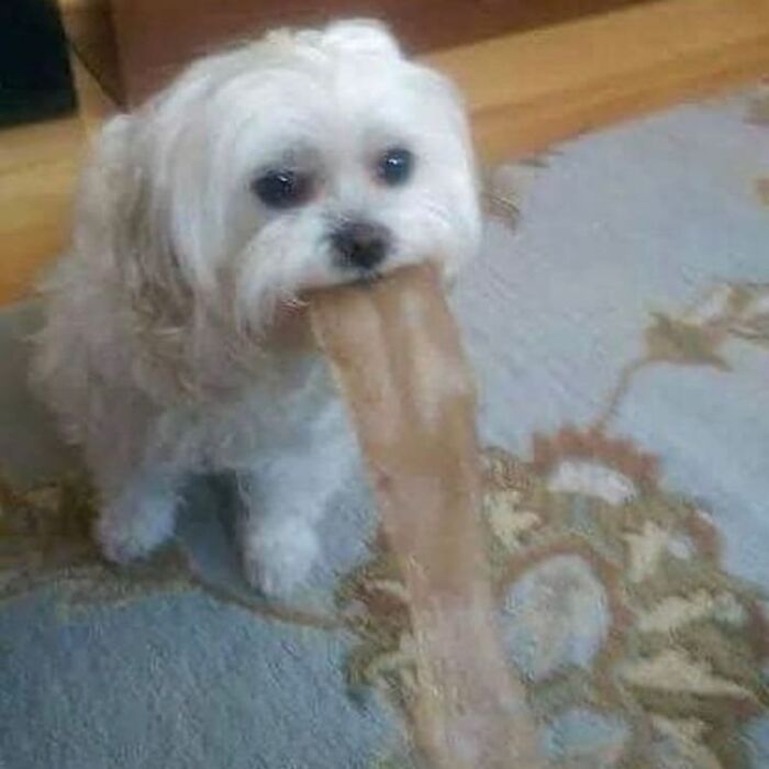 Small white dog holding an unusually large and long chew treat, a weird and cringey photo that is difficult to look at.
