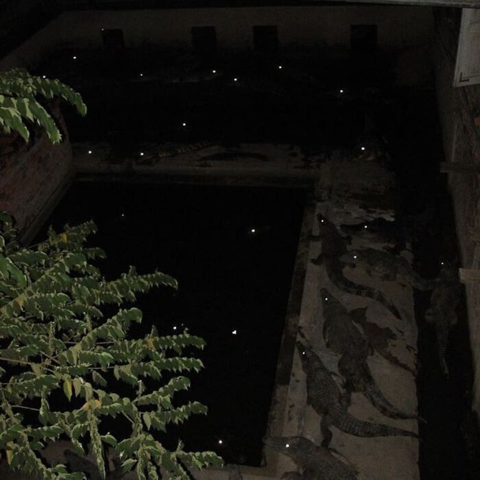 Group of alligators resting near a dark water area at night, showcasing a scene difficult to look at due to its weird and cringey nature.