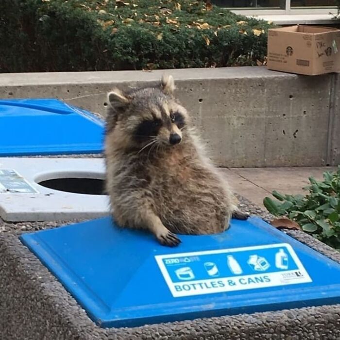 Raccoon awkwardly sitting on a recycling bin, one paw resting, captured in a weird and cringey photo moment.