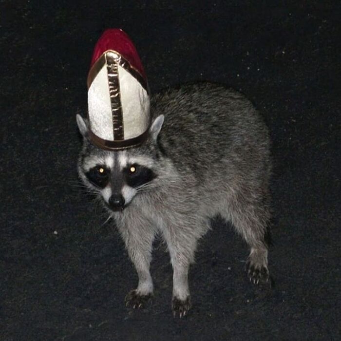Raccoon wearing a quirky red and white hat at night, one of the weird and cringey photos difficult to look at.