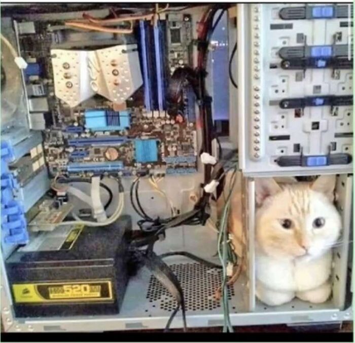 Cat sitting inside a computer case among cables and hardware, creating a weird and cringey photo.