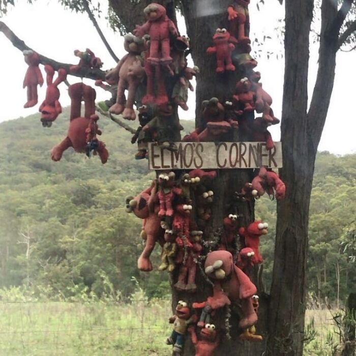 Tree covered with numerous worn and misplaced Elmo plush toys hanging under a sign, creating a weird and cringey scene.