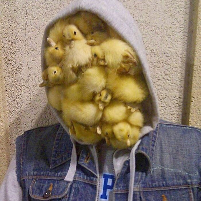 Hoodie filled with ducklings covering the face, creating a weird and cringey photo difficult to look at.