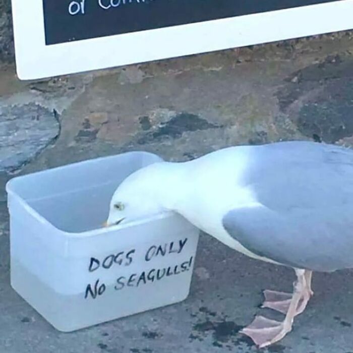 Seagull drinking from a container labeled dogs only, a weird and cringey photo challenging to look at.