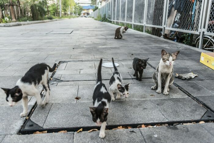 Several cats walking on a paved street near a fence, illustrating cultural things people thought were normal abroad.