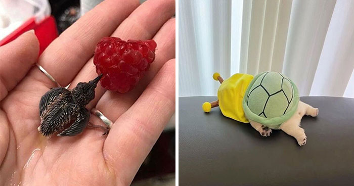 This Instagram Page Shares The Cutest “Smol” Animals, And Here Are 60 Of The Best Pics