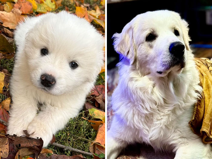 Fluffy white puppy and adult dog lying on colorful autumn leaves and indoors, showcasing adorable animals to lift spirits.