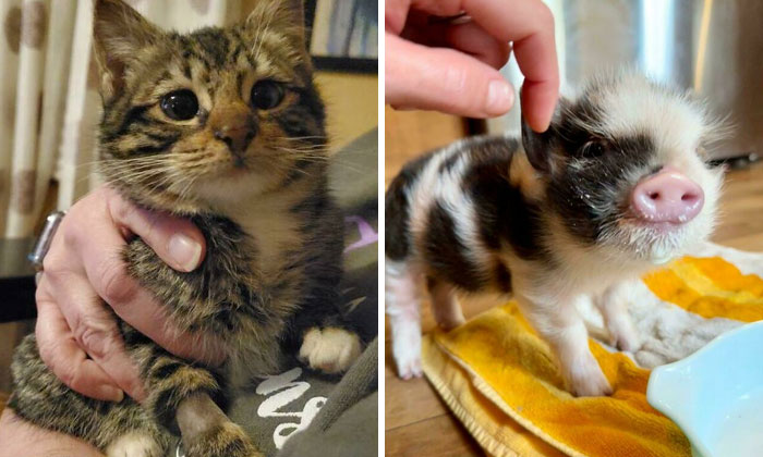 107 Adorable Pictures Of Animals That Are Bound To Lift Your Spirits And Make You Say “Aww”