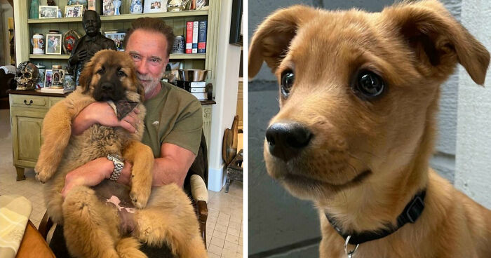 107 Adorable Pictures Of Animals That Are Bound To Lift Your Spirits And Make You Say “Aww”