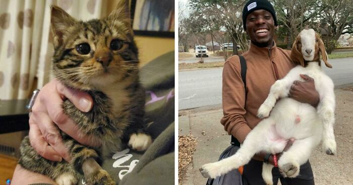 107 Adorable Pictures Of Animals That Are Bound To Lift Your Spirits And Make You Say “Aww”