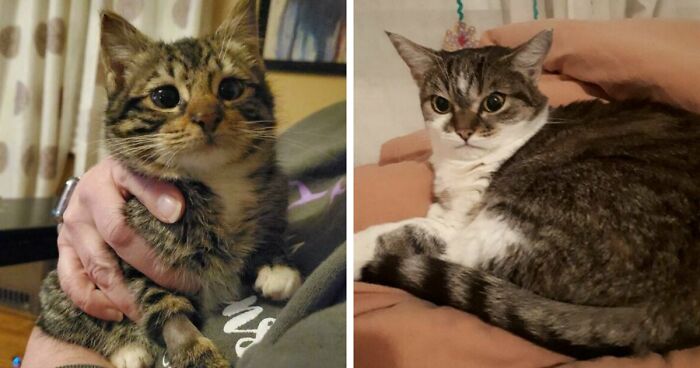 107 Adorable Pictures Of Animals That Are Bound To Lift Your Spirits And Make You Say “Aww”