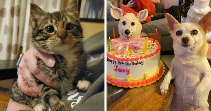 107 Adorable Pictures Of Animals That Are Bound To Lift Your Spirits And Make You Say “Aww”