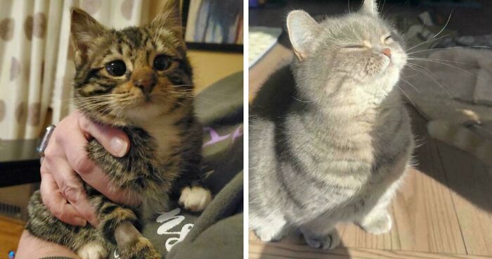 107 Adorable Pictures Of Animals That Are Bound To Lift Your Spirits And Make You Say “Aww”