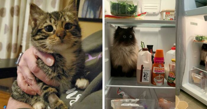 107 Adorable Pictures Of Animals That Are Bound To Lift Your Spirits And Make You Say “Aww”