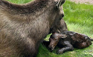 107 Wholesome And Heart-Melting Animal Moments To Make Your Day Brighter