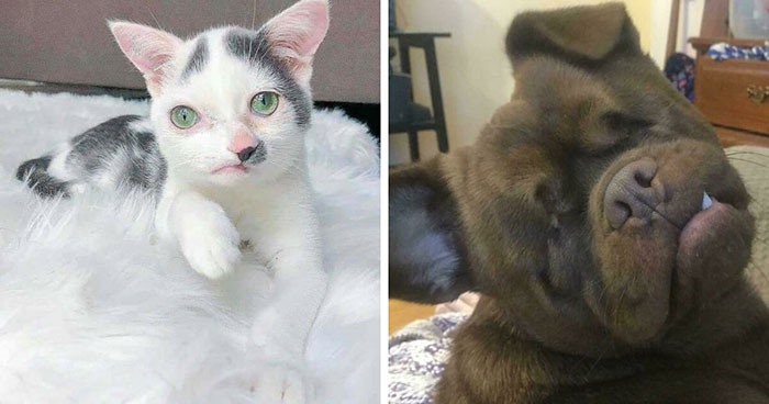 Here’s A Cute List Of 41 Pets Who Laughed In The Face Of Their Disabilities And Plodded On