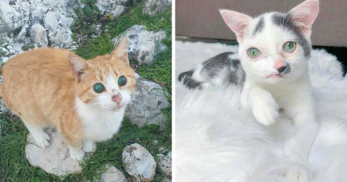 Here’s A Cute List Of 41 Pets Who Laughed In The Face Of Their Disabilities And Plodded On