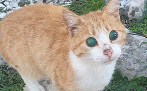 Here’s A Cute List Of 41 Pets Who Laughed In The Face Of Their Disabilities And Plodded On