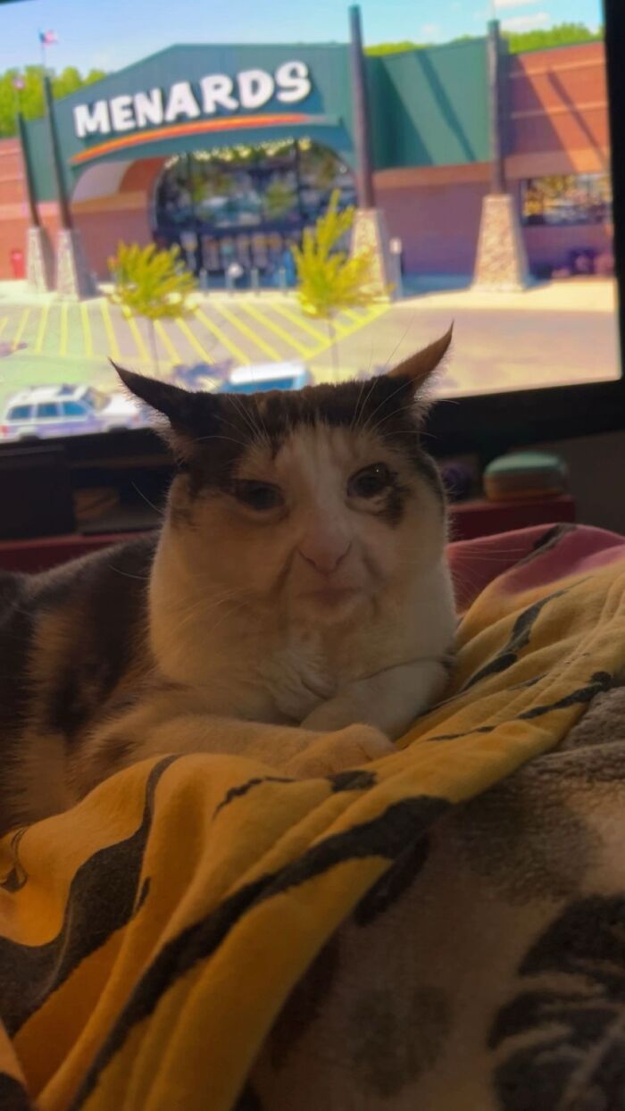 Cat with distorted face resembling a goblin resting on a blanket indoors with a Menards store on TV in the background.