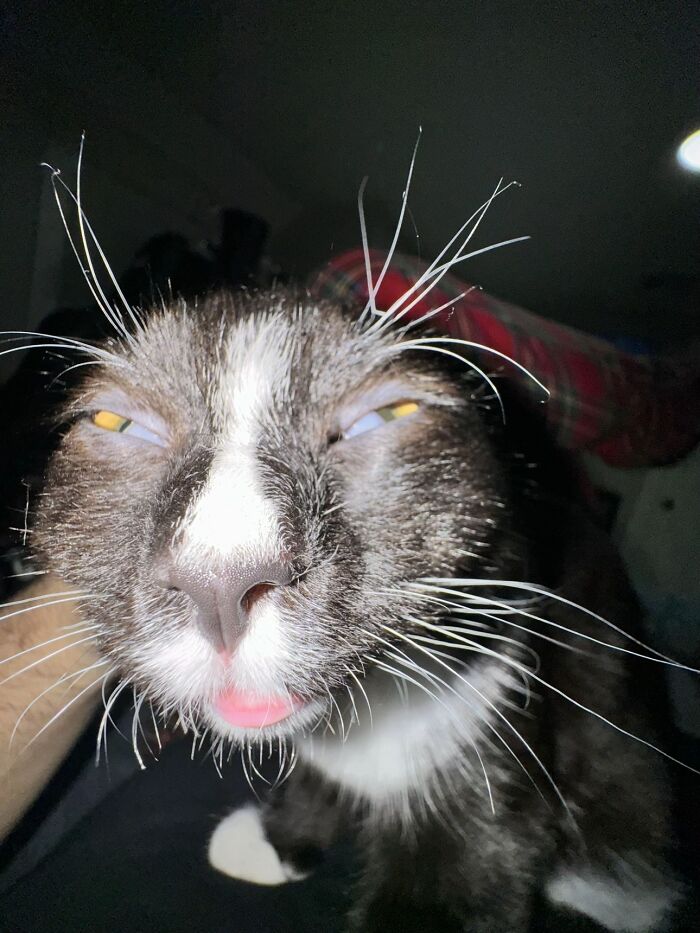 Close-up of a cat with funny expression and glowing eyes, showing a goblin-like appearance among furry friends.