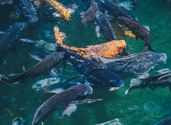 A group of dark-colored fish swimming closely together underwater, symbolizing dark industry secrets.