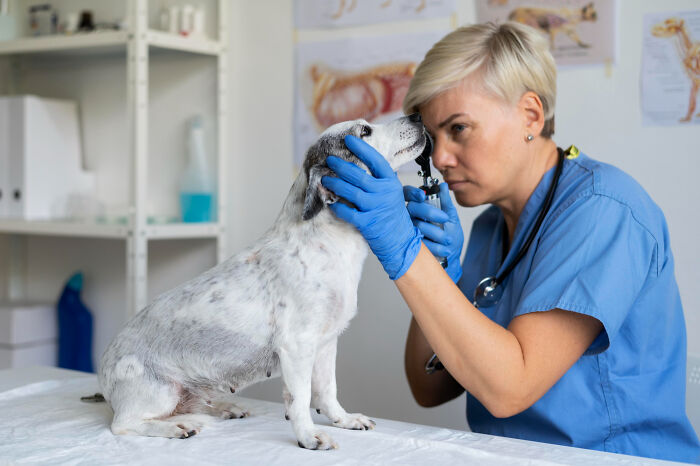 Veterinarian wearing blue gloves examining small white dog in clinic, revealing dark industry secrets from insiders.