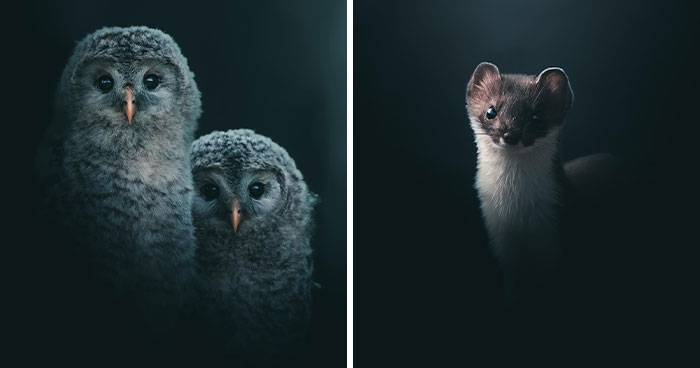 Magnus Berggren’s Moody Wildlife Close-Ups Make Birds And Animals Look Absolutely Mesmerizing (51 Pics)