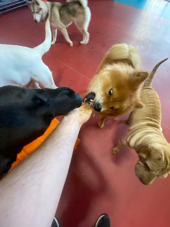 Several dogs interacting closely with a person’s hand during playful daycare moments with dog owners nearby.