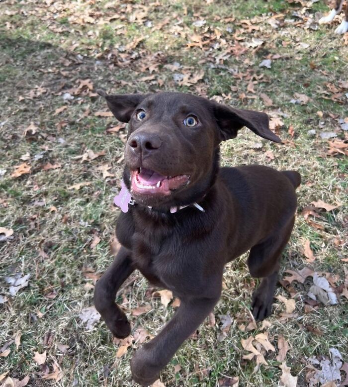 Happy brown dog playing outdoors, capturing one of the best daycare moments shared by dog owners.