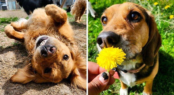 Dog Owners Are Sharing The Best Daycare Moments, And Here Are 51 That Stole The Show