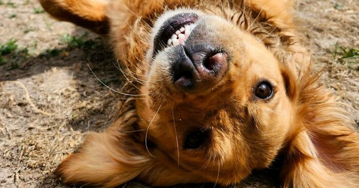 Dog Owners Are Sharing The Best Daycare Moments, And Here Are 51 That Stole The Show