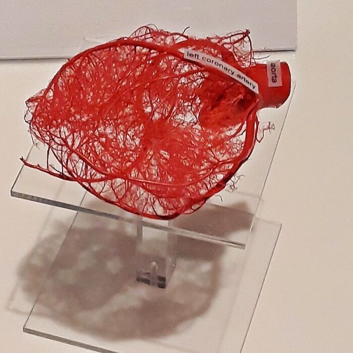 Red preserved heart showing detailed coronary arteries and veins on display in an unusual medical photo.