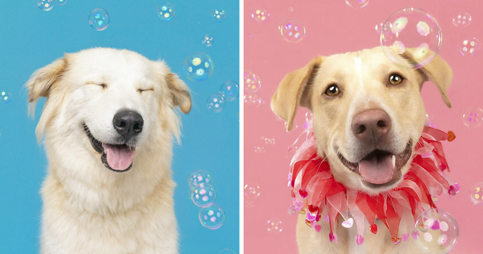 I Photographed Dogs Chasing Bubbles, And The Results Were Absolutely Hilarious (40 Pics)