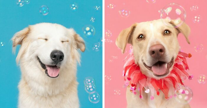 I Photographed Dogs Chasing Bubbles, And The Results Were Absolutely Hilarious (40 Photos)