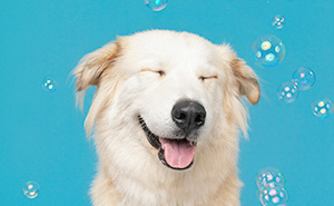 I Photographed Dogs Trying To Figure Out Bubbles And The Results Were Ridiculous (40 Pics)