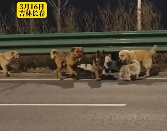 Seven Kidnapped Dogs Become Viral Sensation After They Escape Captors To Make Brave Journey Home Together