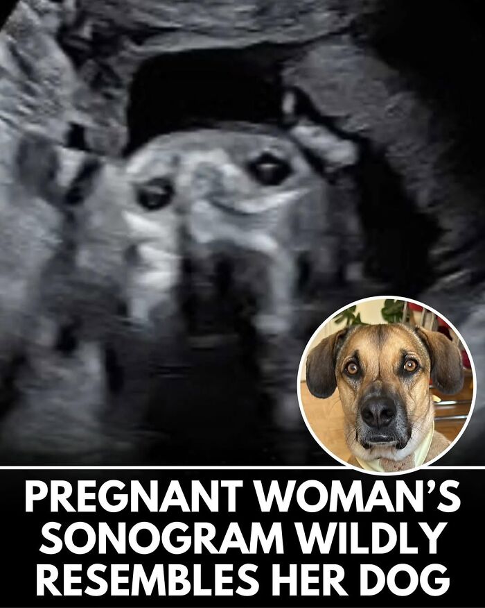 This Instagram Page Shares Incredible Dog Stories That Prove Dogs Truly Make The World A Better Place (50 Pics)