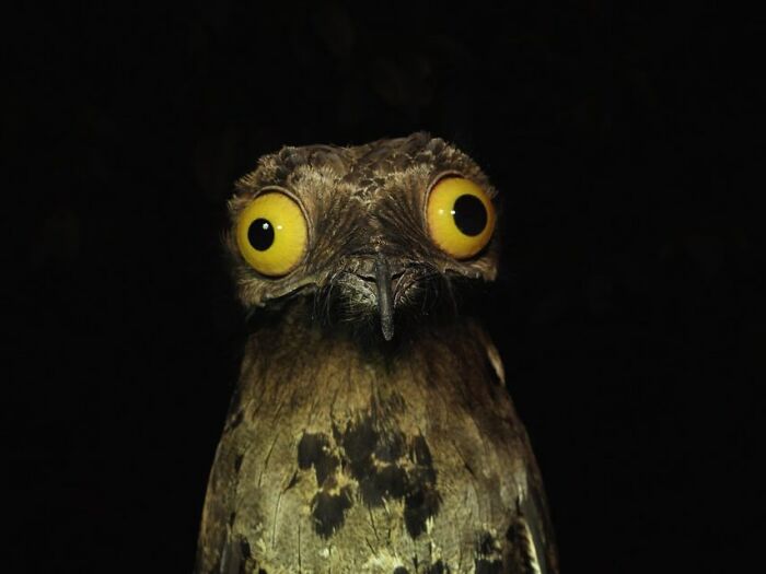 40 Funniest Wildlife Photos Ever From The Comedy Wildlife Photography Awards That Prove Animals Have Better Comedy Timing Than Us