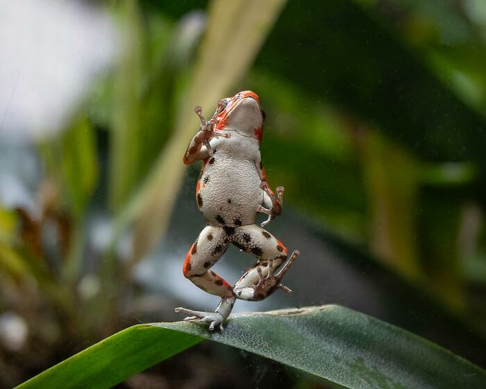40 Funniest Wildlife Photos Ever From The Comedy Wildlife Photography Awards That Prove Animals Have Better Comedy Timing Than Us