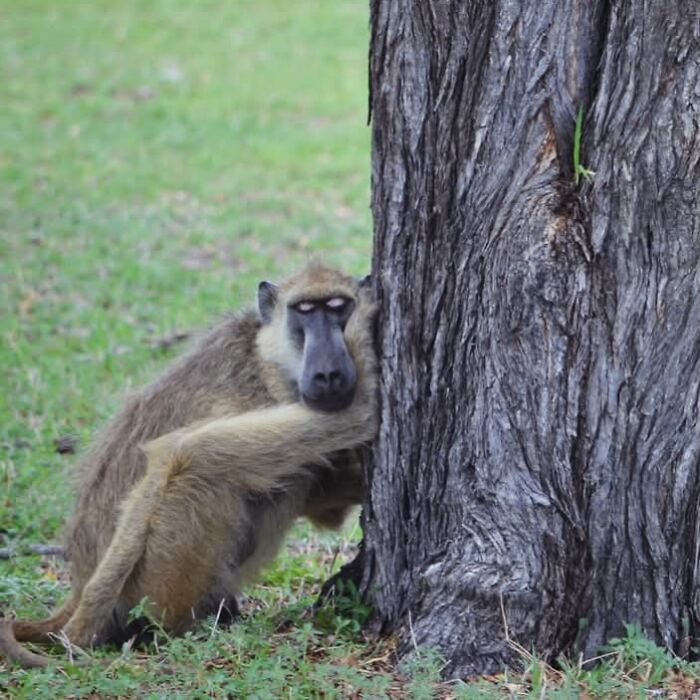 40 Funniest Wildlife Photos Ever From The Comedy Wildlife Photography Awards That Prove Animals Have Better Comedy Timing Than Us