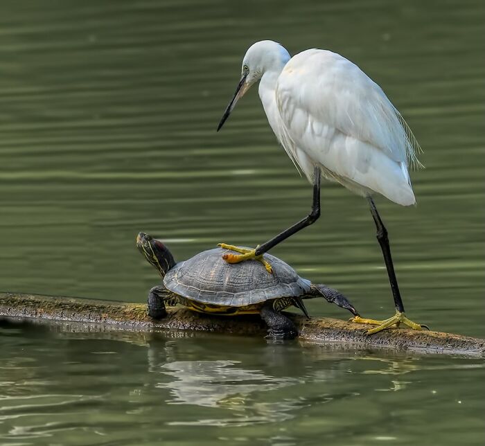 40 Funniest Wildlife Photos Ever From The Comedy Wildlife Photography Awards That Prove Animals Have Better Comedy Timing Than Us