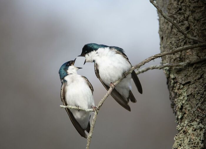 40 Funniest Wildlife Photos Ever From The Comedy Wildlife Photography Awards That Prove Animals Have Better Comedy Timing Than Us