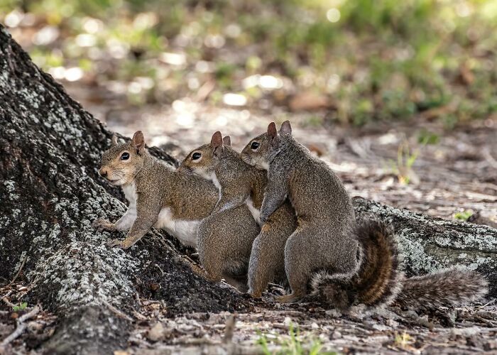 40 Funniest Wildlife Photos Ever From The Comedy Wildlife Photography Awards That Prove Animals Have Better Comedy Timing Than Us