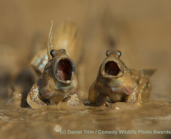 40 Funniest Wildlife Photos Ever From The Comedy Wildlife Photography Awards That Prove Animals Have Better Comedy Timing Than Us