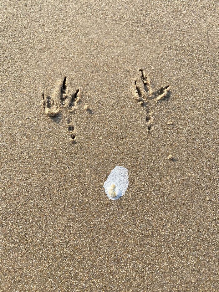 40 Funniest Wildlife Photos Ever From The Comedy Wildlife Photography Awards That Prove Animals Have Better Comedy Timing Than Us