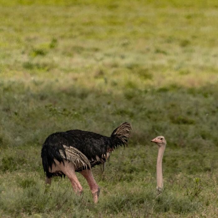 40 Funniest Wildlife Photos Ever From The Comedy Wildlife Photography Awards That Prove Animals Have Better Comedy Timing Than Us